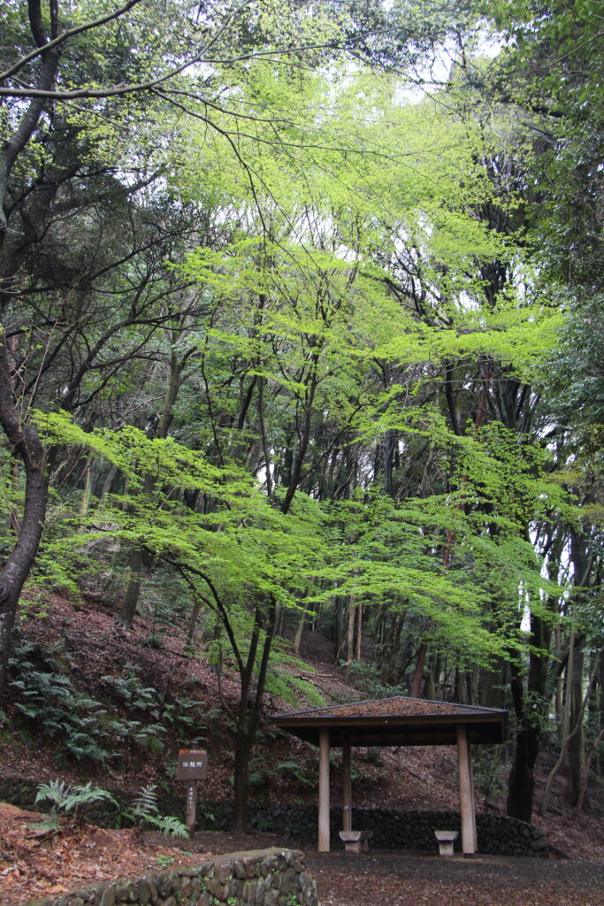 新綠