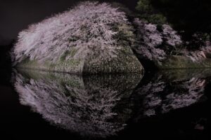 彥根城夜櫻