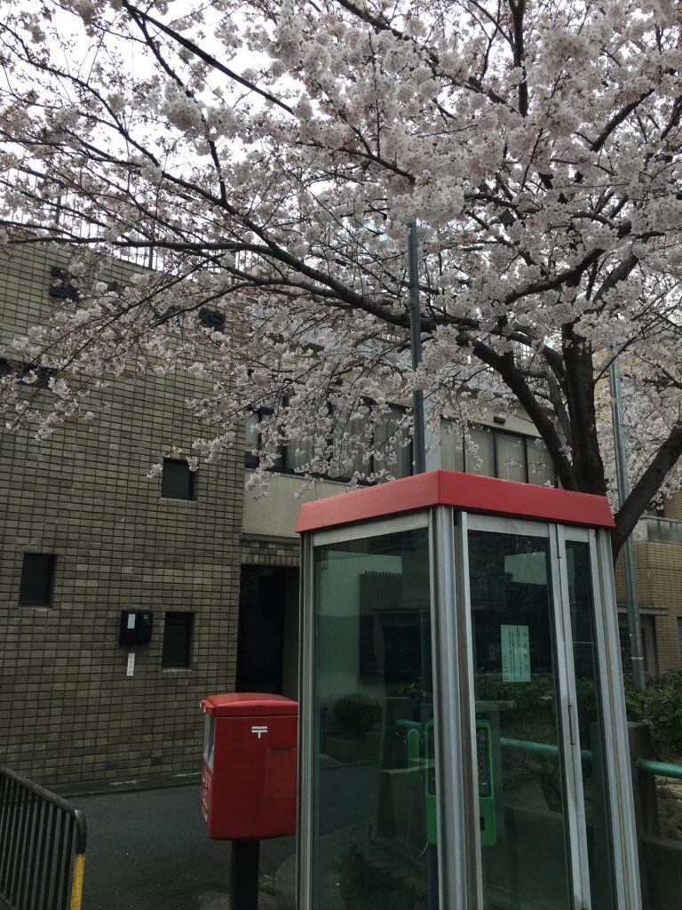 櫻花與電話亭
