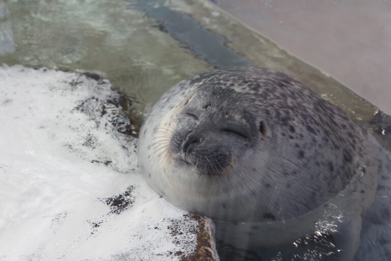 海豹