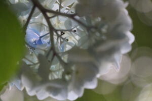 舞鶴紫陽花