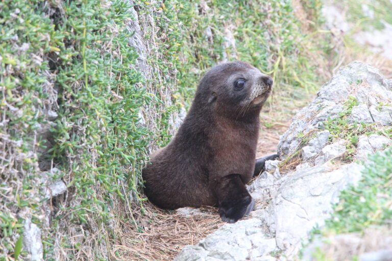 海狗 Seal